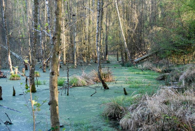 Ferienwohnung Uckermarkblick Ziehten Exteriör bild